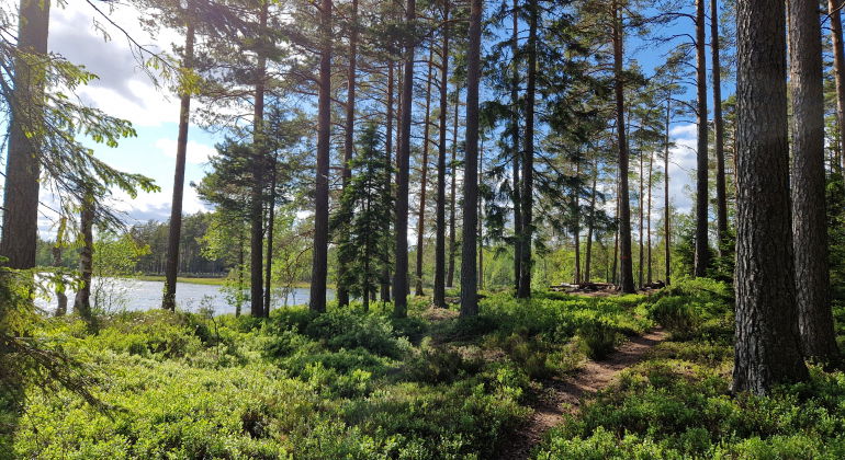 Bild på en stig som leder till en rastplats med utsikt över en sjö. Solljus genom barrträd och på grön markvegetation.