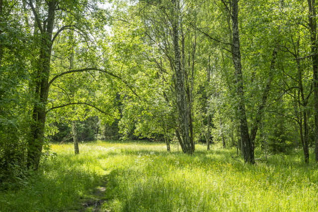 Hälsingbergsskogen 