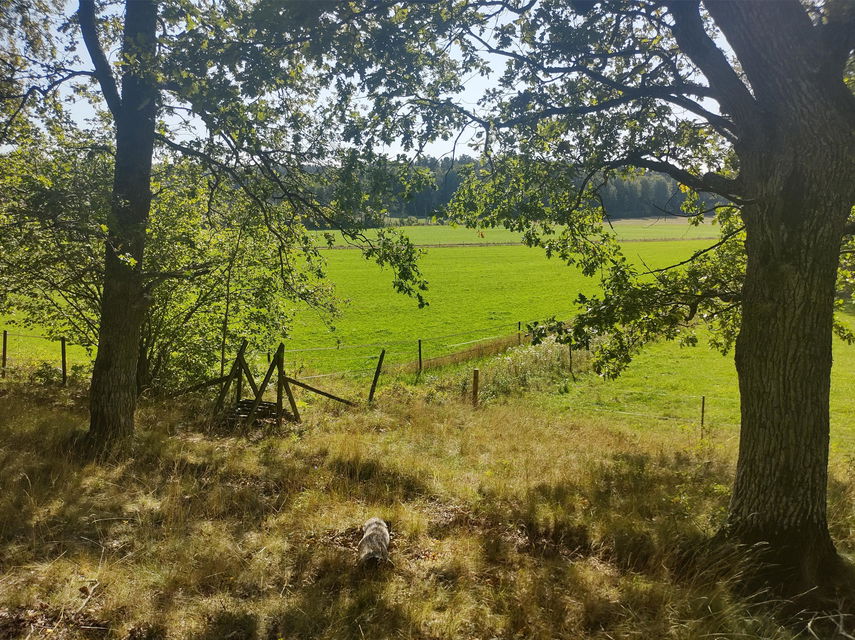 Skogsbryn mot det öppna landskapet