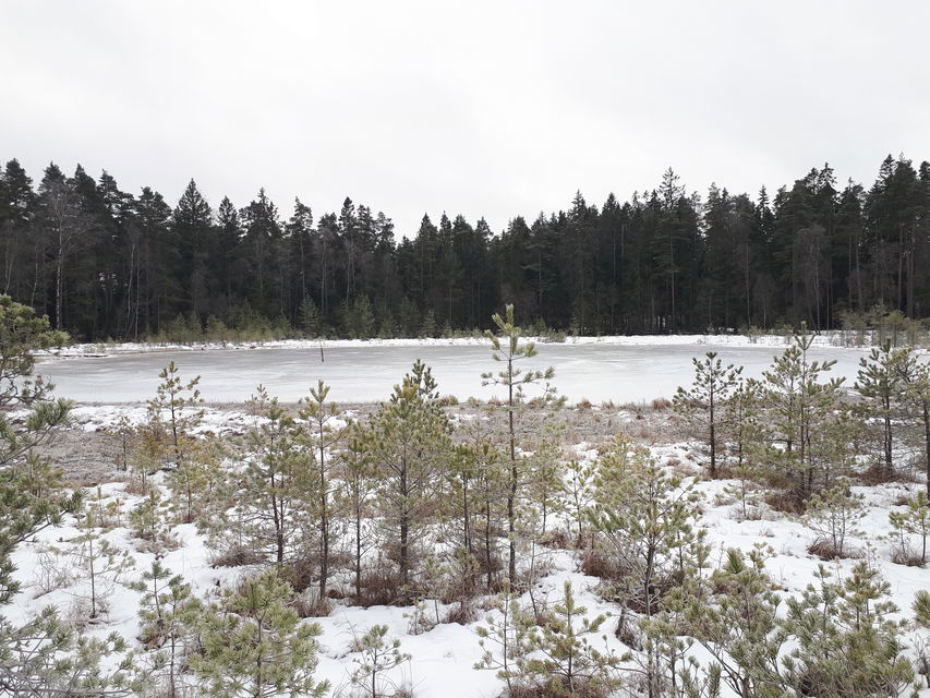 En frusen sjö i skogen