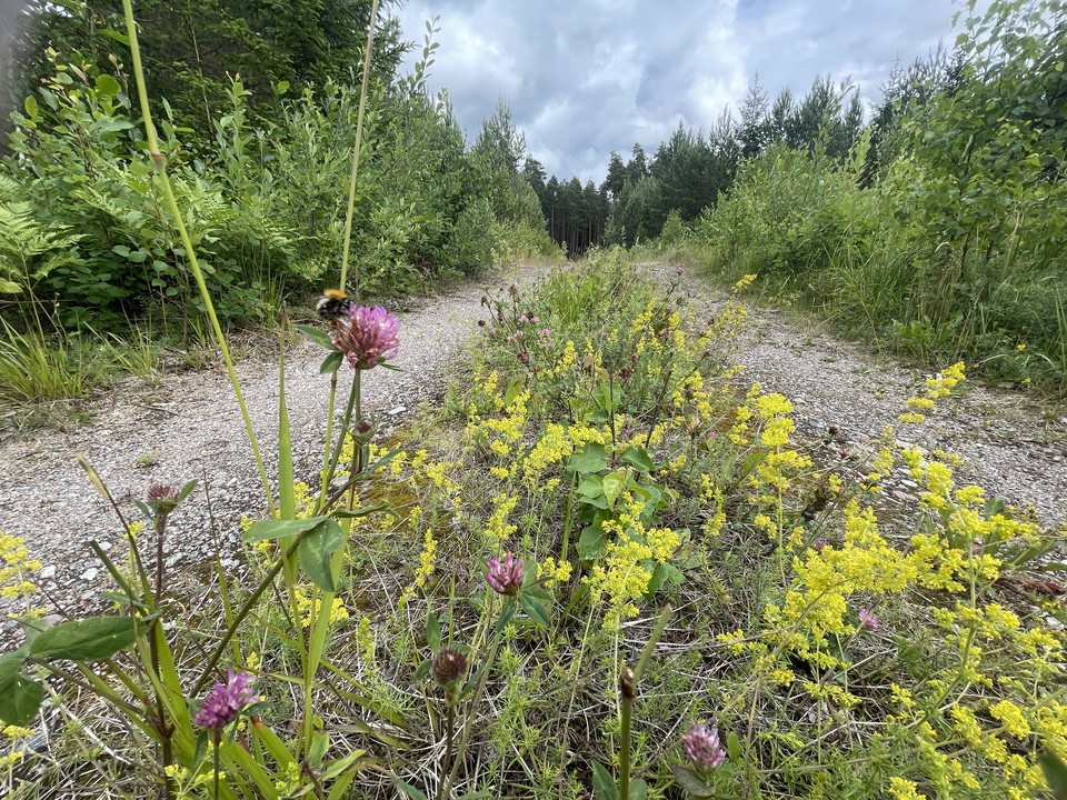 Gula och lila blommor. Ett bi sitter på en rödklöver.