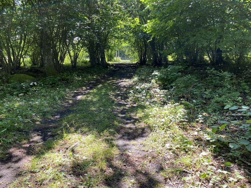 Två hjulspår med gräs i mitten leder bort genom en hasselskog.