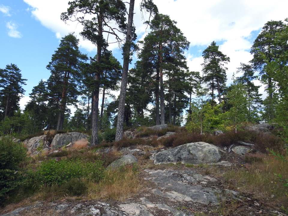 Midsommarberget. Foto Malin Björn