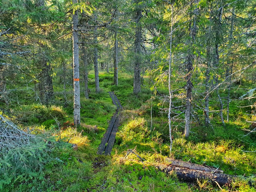 Gartosoftas vandringsled erbjuder vandring genom en vacker skogsmiljö!