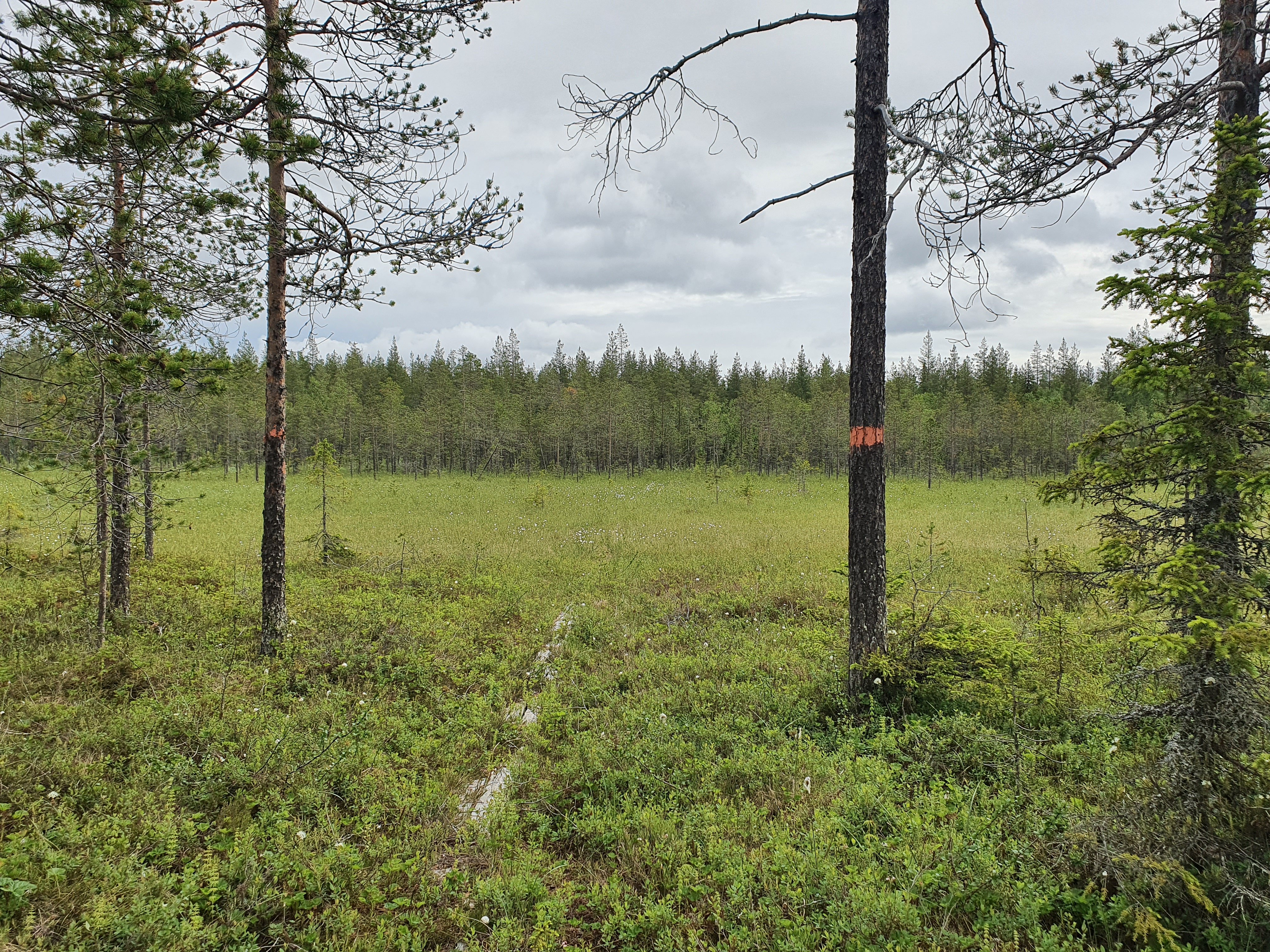 Skogscykelstig: Björkådammskojan - Nymyrkojan