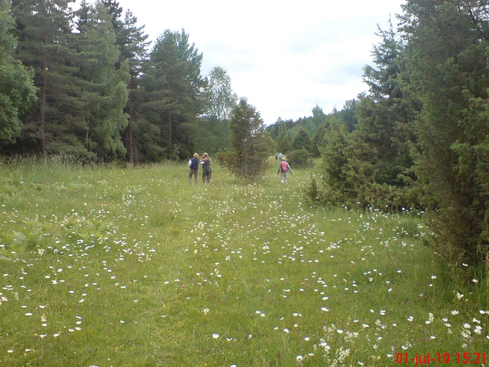 Blommande ängsmark i hagen
