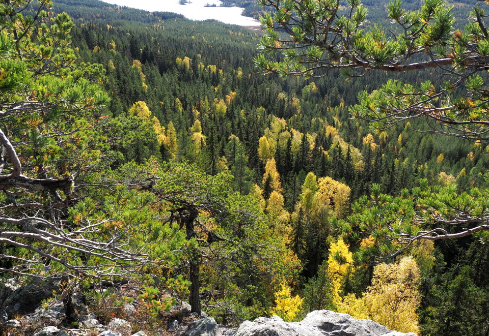 Vy över skogen