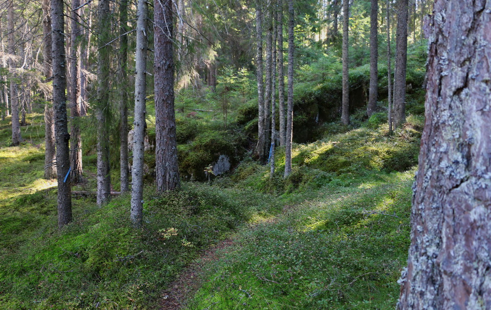 Stig i mossbeklädd natur.