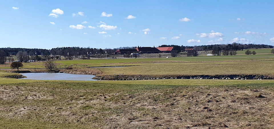 Vy mot Årsta säteri från allén i norr. Golfbanedammarna lockar till sig fåglar. Här är en flock vitkindade gäss på våren.