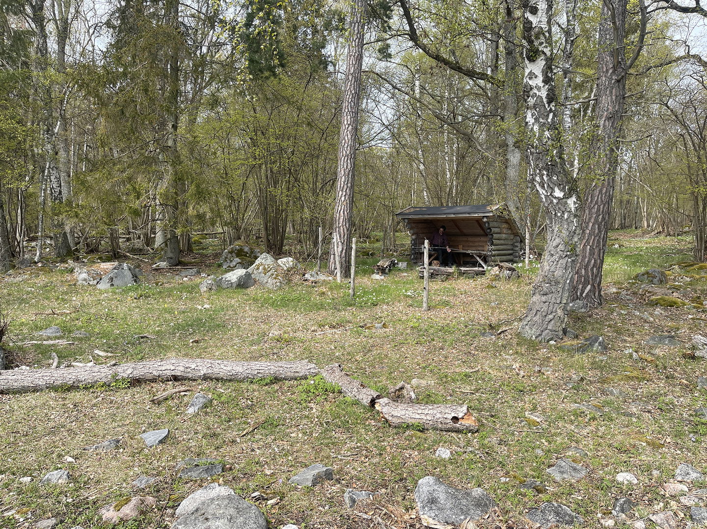 Vindskydd i skogsglänta. Inne i vindskyddet sitter en man.