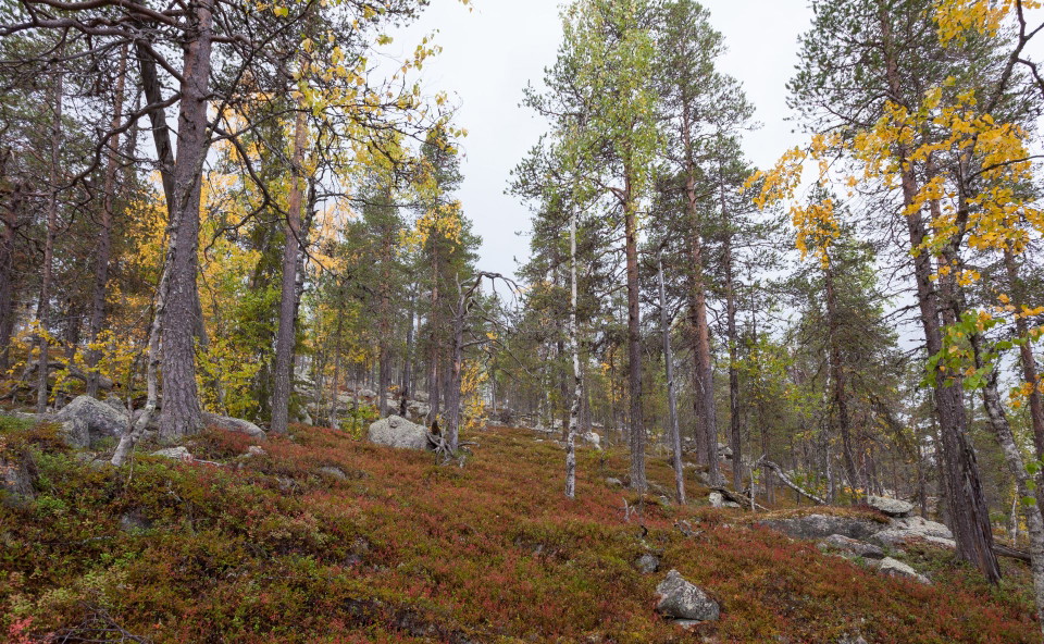 En barrskog med lövträd i höstfärger.