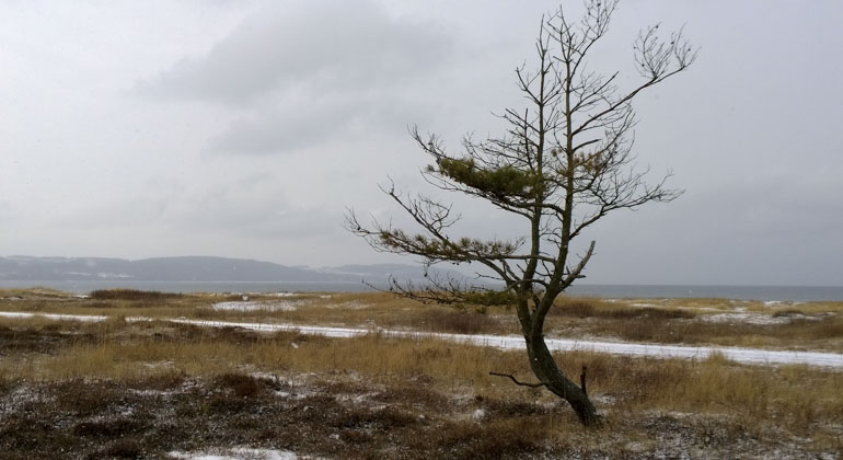 Skummeslövs sanddynsreservat Södra, Naturreservat