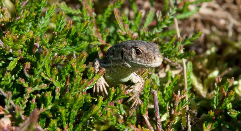 Sandödla.