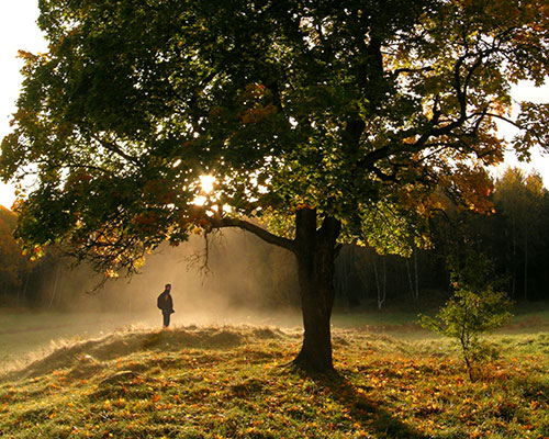 Flemingsbergsskogens naturreservat – alltid nära den stora vildmarken