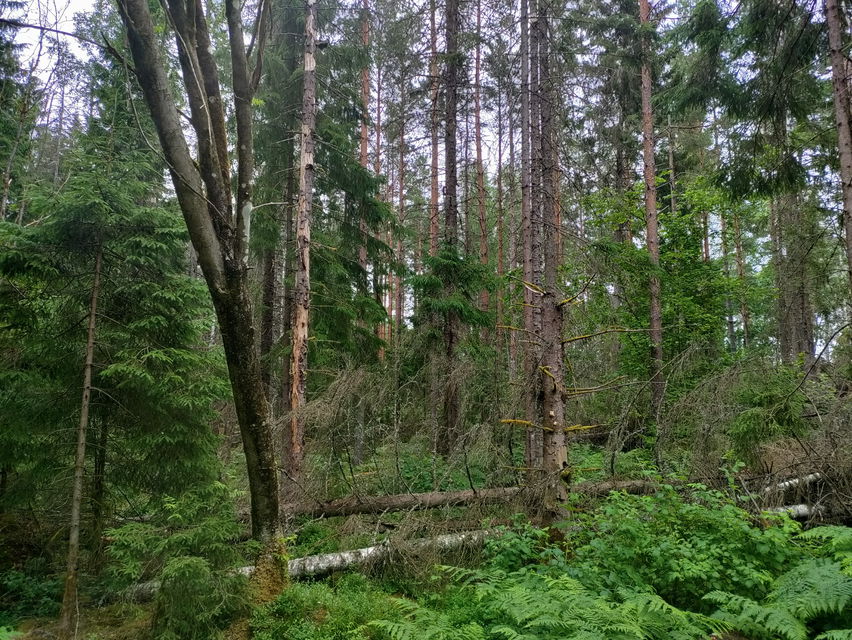 Bild på barrträden i skogen, det finns även träd som har fallit på bilden