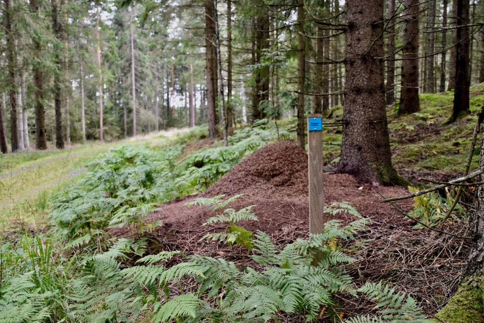 Myrstack utmed Brännaredsleden.
