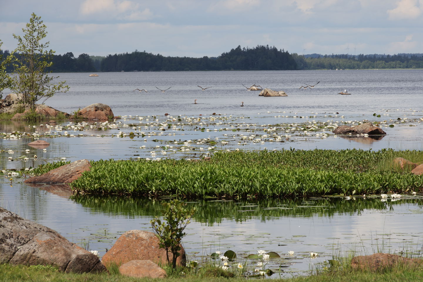 Foto: Niklas Kämpargård