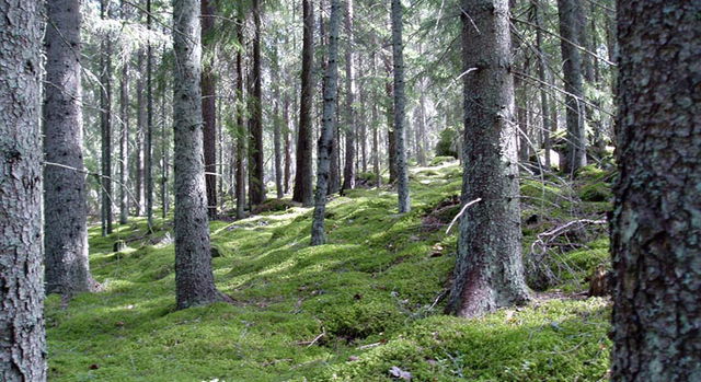 Grönbo, Naturreservat