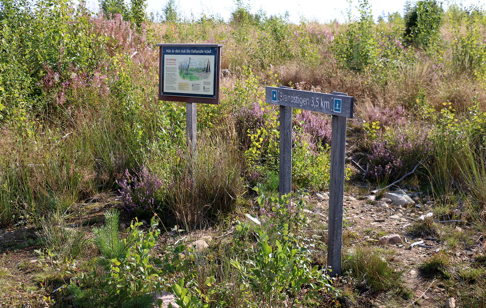 Informationsskylt och vägvisningsskylt bland blommande ljung och grön sly.