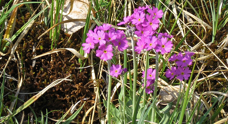 Majviva.