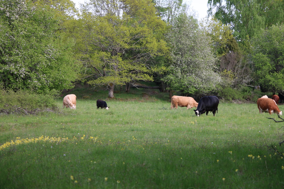 Betande kor på äng.