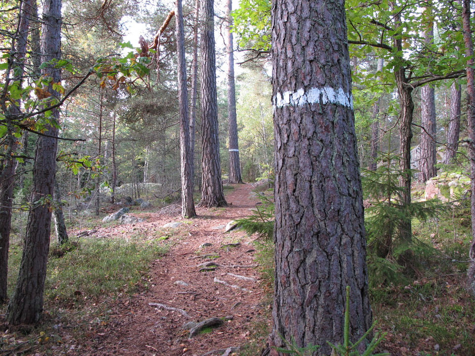Stig bland tallar, Kärsöleden. Foto: Stefan Henriksson.