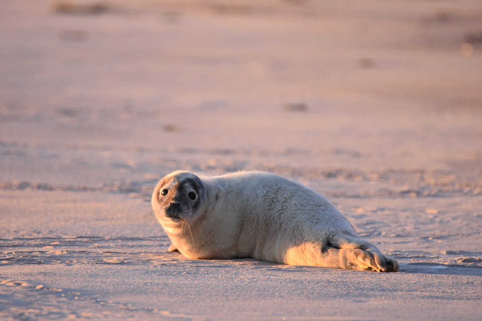 Säl på sandstrand