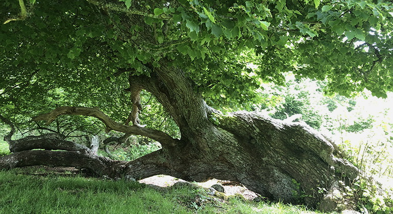 Liggande linden, norrut på ön.