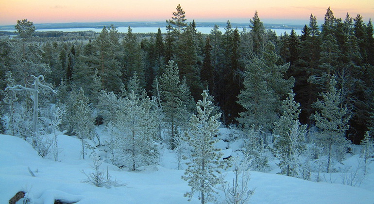 Vinter i Svallmyrberget.