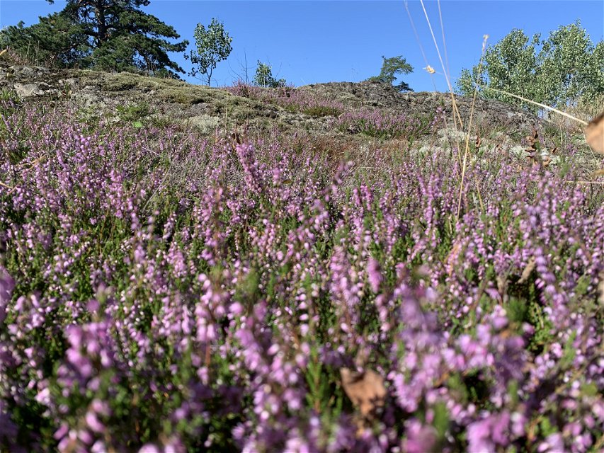 Rosenlundsskogens naturreservat.