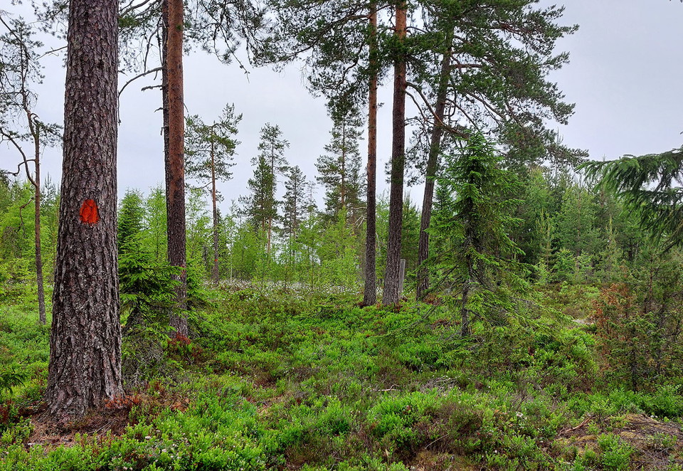 Stig som behöver "gås"
