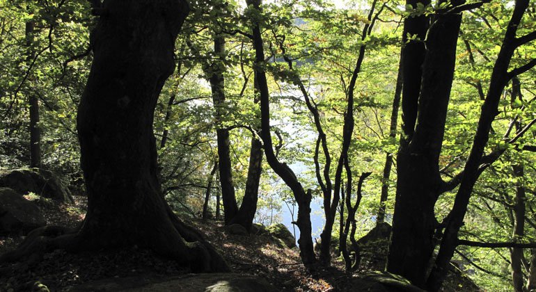 Gröna blad på träden i reservatet med en glimt av solen som når marken.