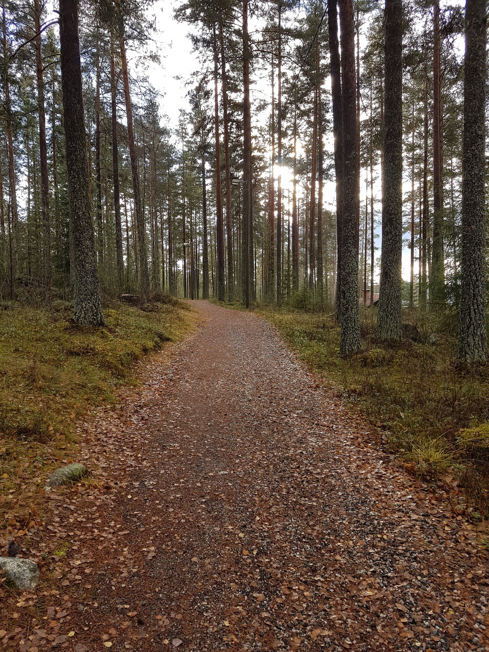 Spåret i barmark