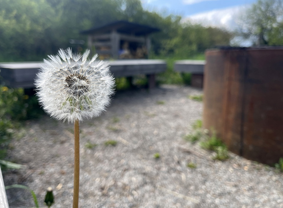 En överblommad maskros vid en grillplats med vedförråd.