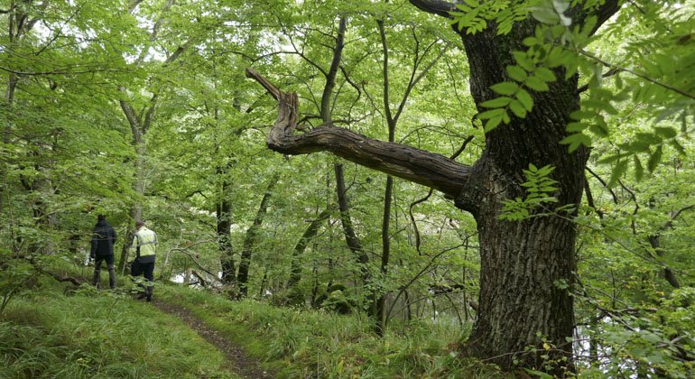 En vältrampad stig leder två besökare fram genom reservatet. Träden som omger stigen är grönskande gröna. 