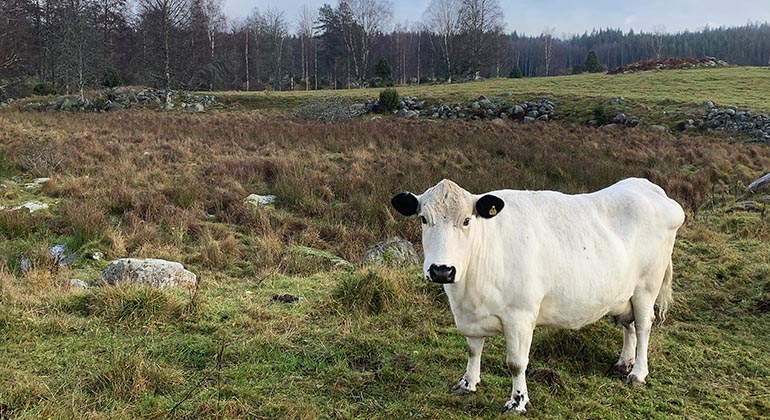 Ko på bete i Stora Kortorp.