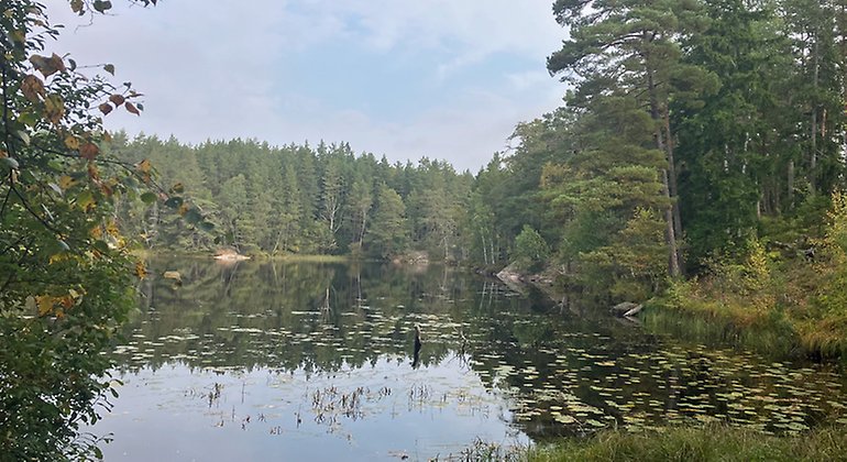Mela kyrkskog naturreservat