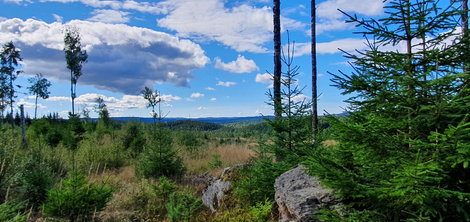 Vy över skog och höjder i horisonten. 