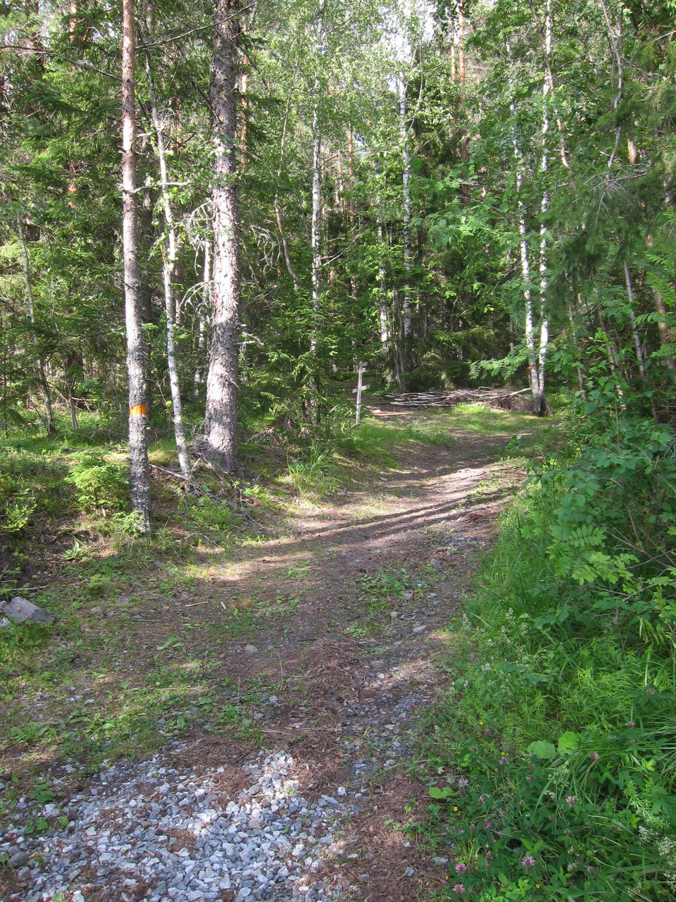 Träd med orange markering intill en bred stig.