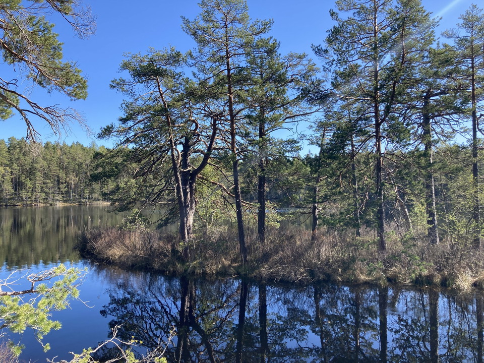 Tallar på en ö speglar sig i vattnet, Uddabergets naturreservat.