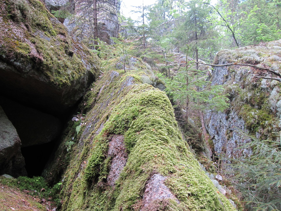 Mossbeklädd klippskreva.