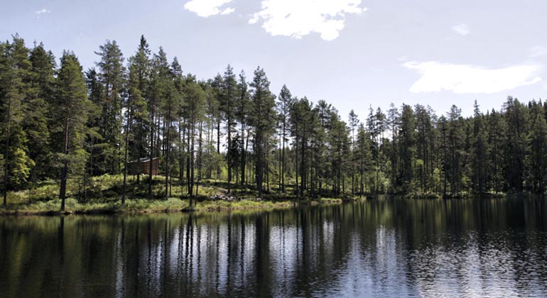 Ljustjärnsskogen.