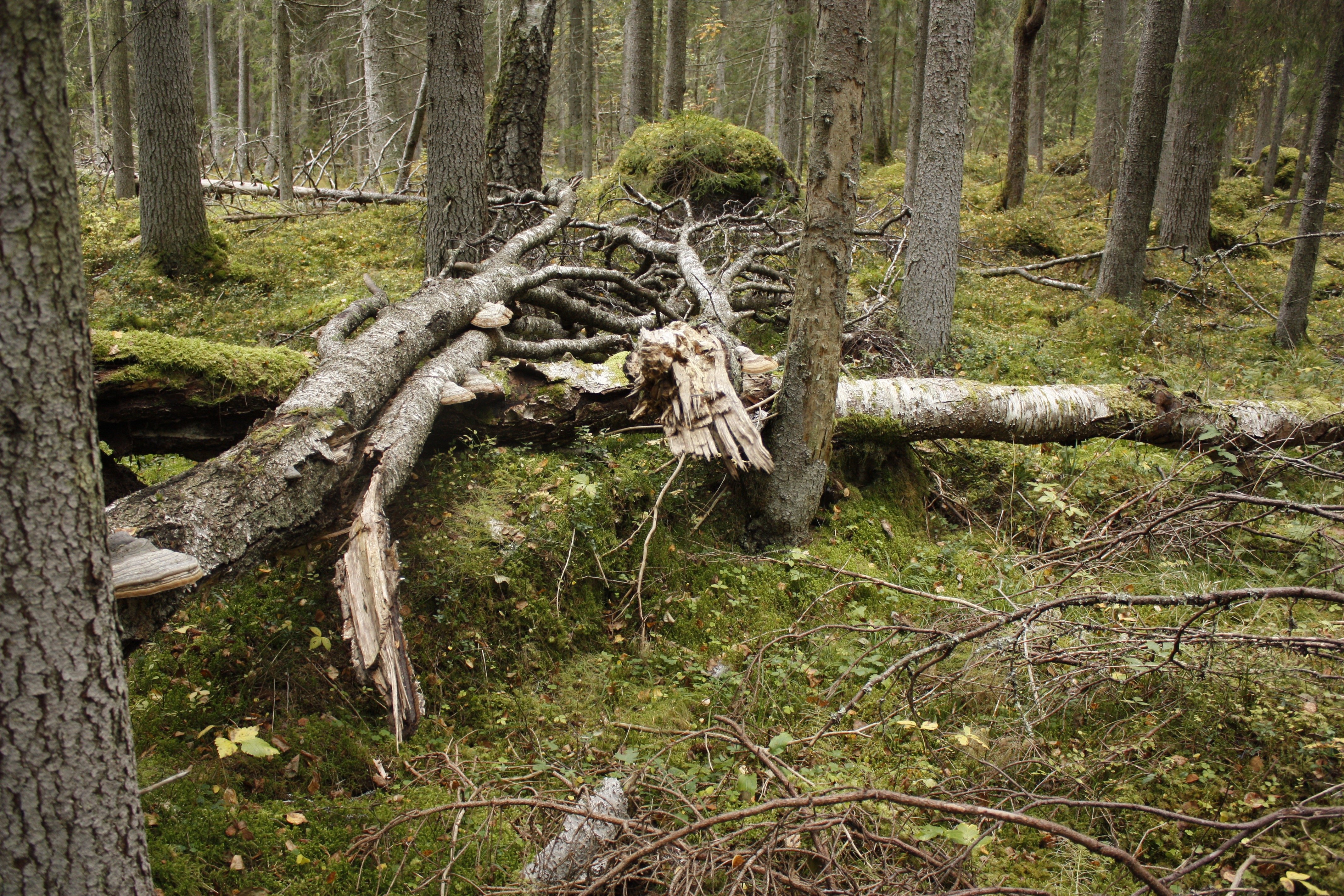 Ojämn skogsterräng med mossklädda stenblock. Flera döda träd ligger på marken.
