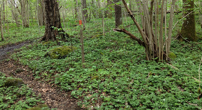 Hösås, Naturreservat