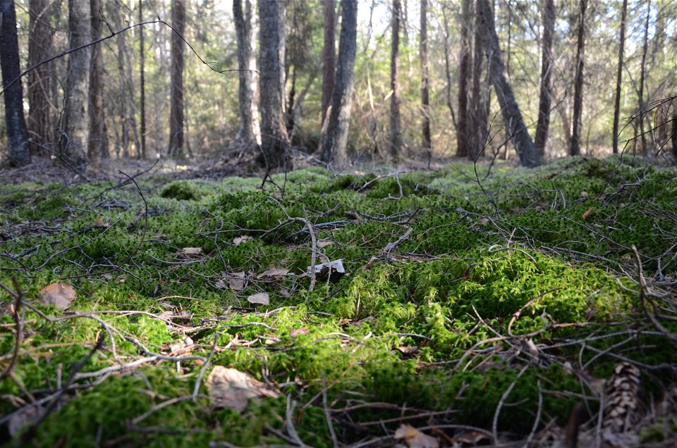 Lush mosses cover the ground in Gullringskärret.