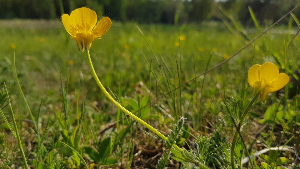 Knölsmörblomma i betesmark vid Västra Långängskärret. Foto Lidingö stad
