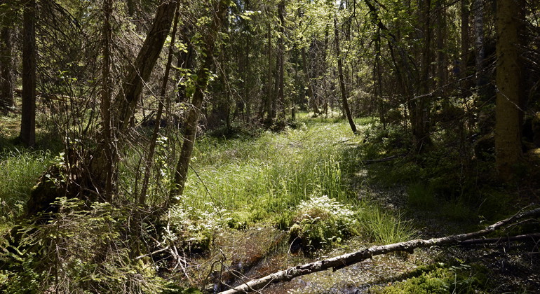 Forsum gammelskog naturreservat