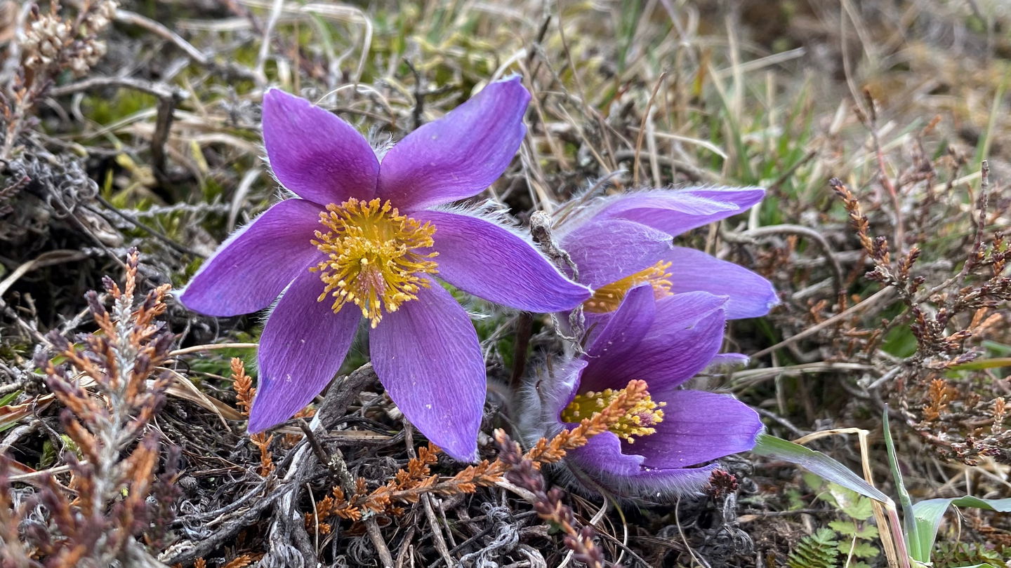 Närbild på flera stora lila blommor som är gula i mitten.