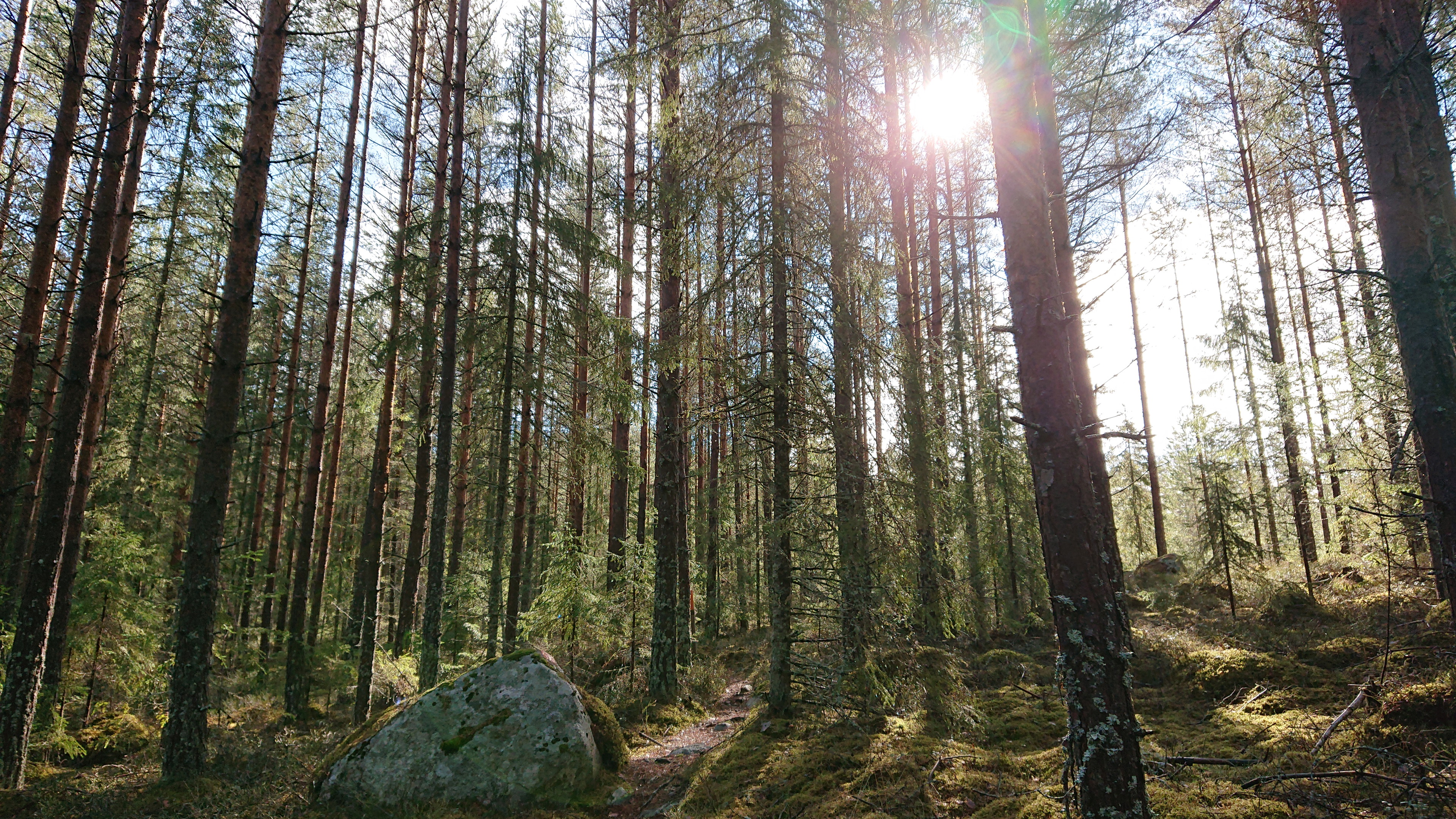 Mycket härlig natur strax innan Norra Morsjön