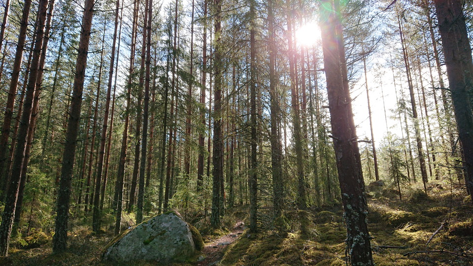 Mycket härlig natur strax innan Norra Morsjön